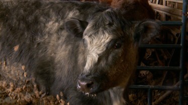 L'incroyable Dr Pol (2).JPG