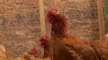 L'incroyable Dr Pol (3).JPG