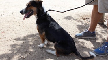 Super Cesar  Quand Harry rencontre Cesar (3).jpg