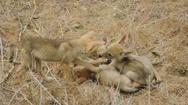 The Lone Pup (1).tif