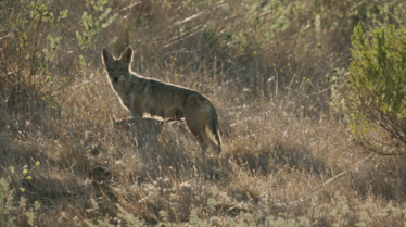 The Lone Pup (2).tif