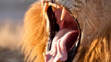 Killer Safari - Lion VS Buffalo (4).jpg
