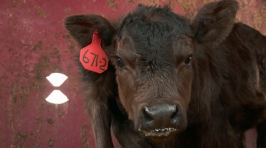Dr Pol (2).JPG