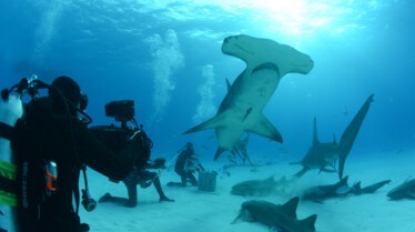 Le grand voyage des requins-marteaux.jpg