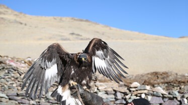 A l'épreuve d'une tribu Le territoire de l'aigle.jpg