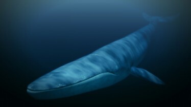 Kingdom of The Blue Whale.JPG