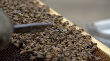 Le Secret des Abeilles - Stills (1).jpg