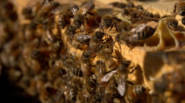 Le Secret des Abeilles - Stills (2).jpg