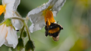 Le Secret des Abeilles - Stills (3).jpg