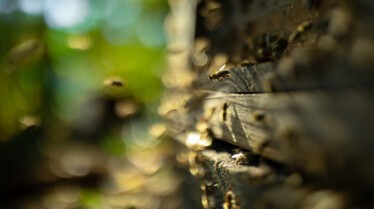 Le Secret des Abeilles - Stills (6).jpg