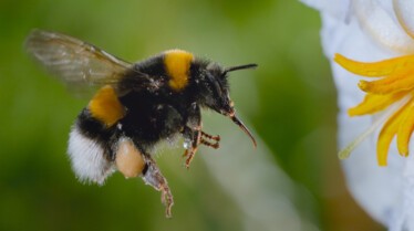 Le Secret des Abeilles - Stills (7).jpg