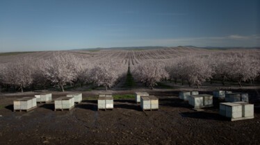 Le Secret des Abeilles - Stills (9).jpg