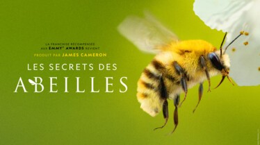 Le Secret des Abeilles - Affiche.jpg