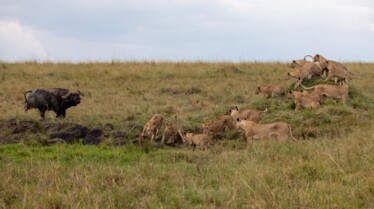 101_ChapterOne_APrinceIsBorn_Lion_05.jpg