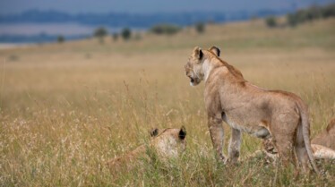 101_ChapterOne_APrinceIsBorn_Lion_07.jpg