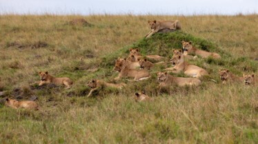 101_ChapterOne_APrinceIsBorn_Lion_08.jpg