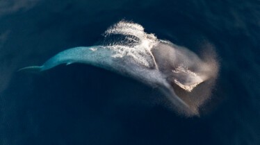 ExpeditionSavingOurSeas_MM10514_260209_00492.jpg