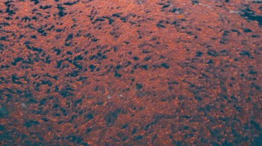 ExpeditionSavingOurSeas_MM10514_260304_08461.jpg