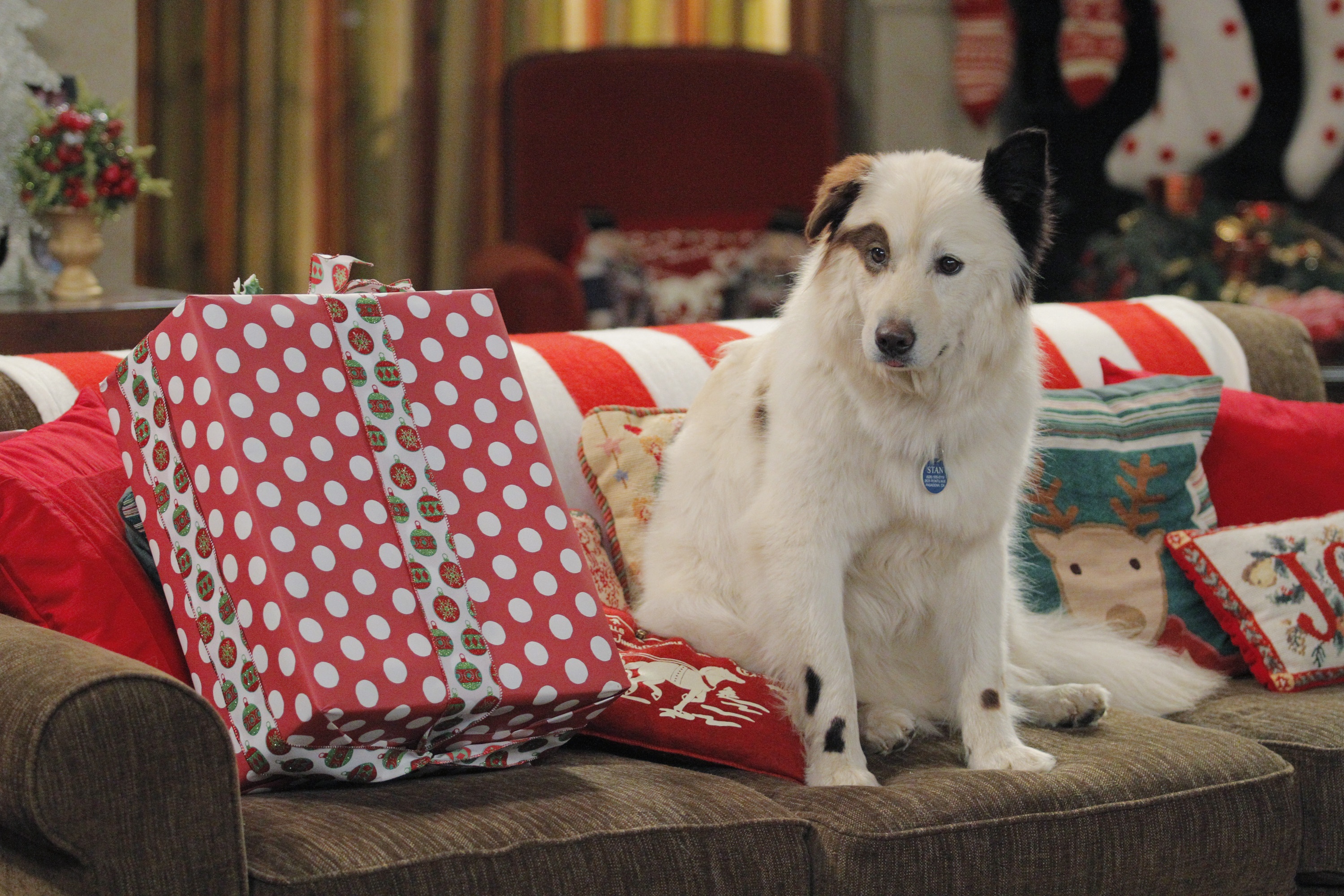 #doggyblog - Noël !-4.jpg