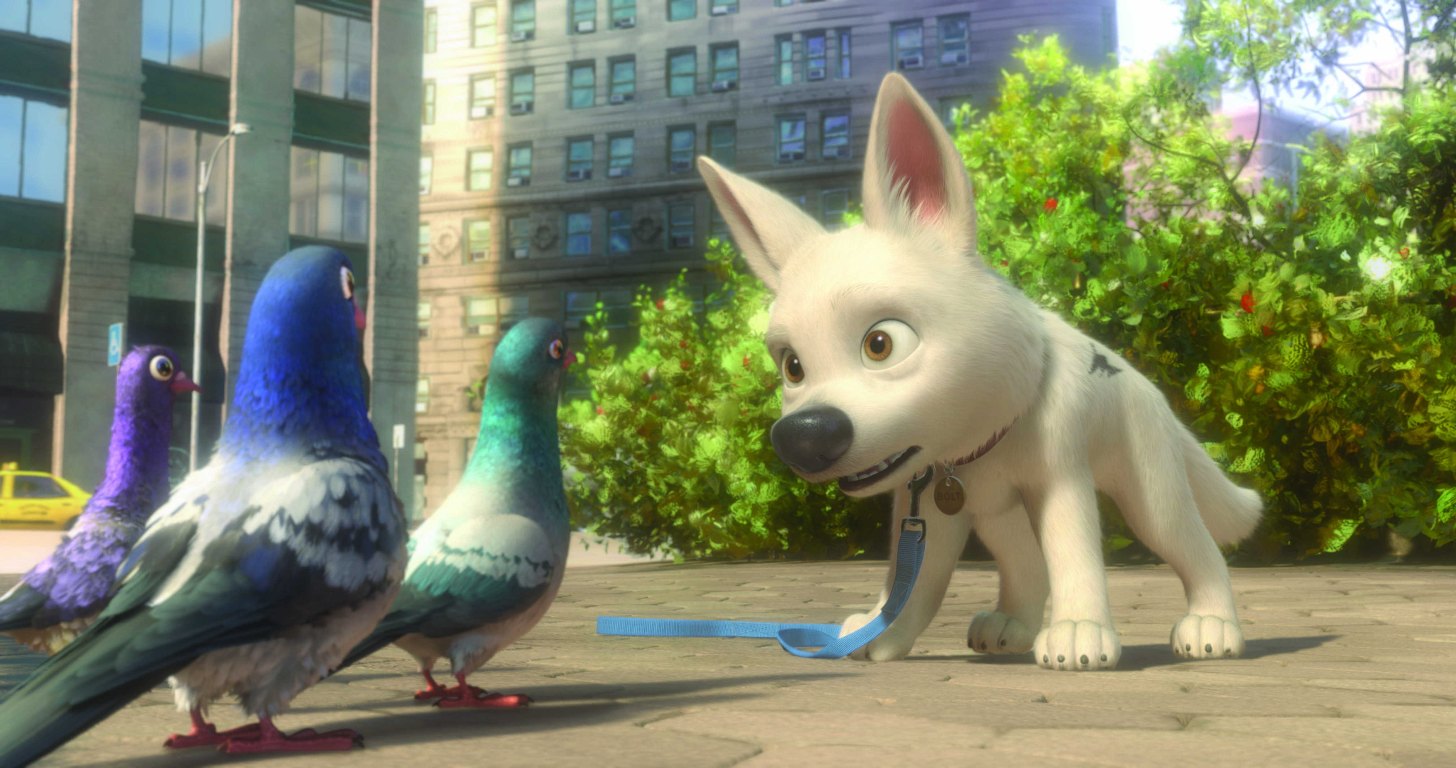 Volt et les pigeons.jpg