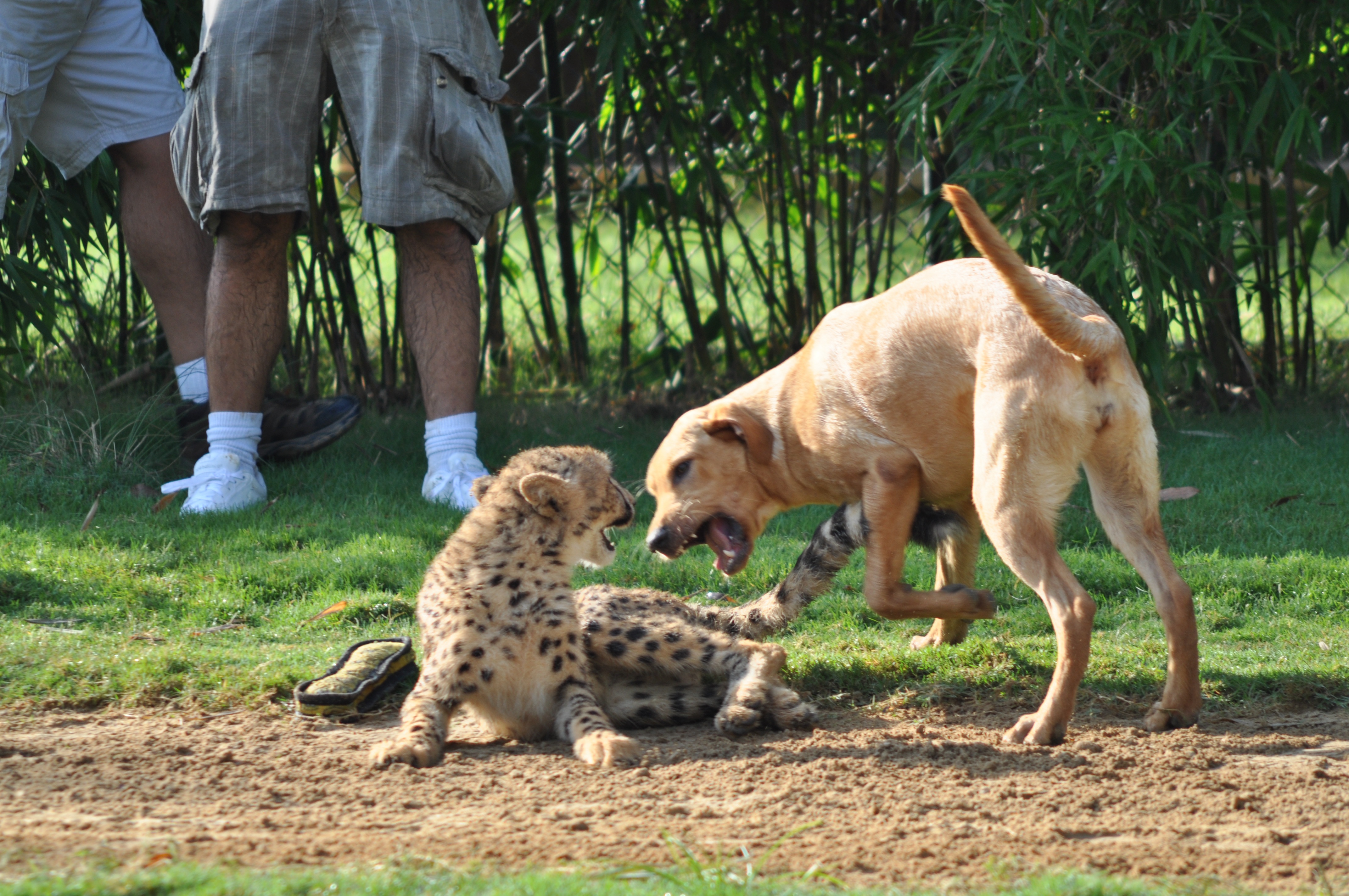 05_UnlikleyAnimalFriends_DogsGoneWild.jpg