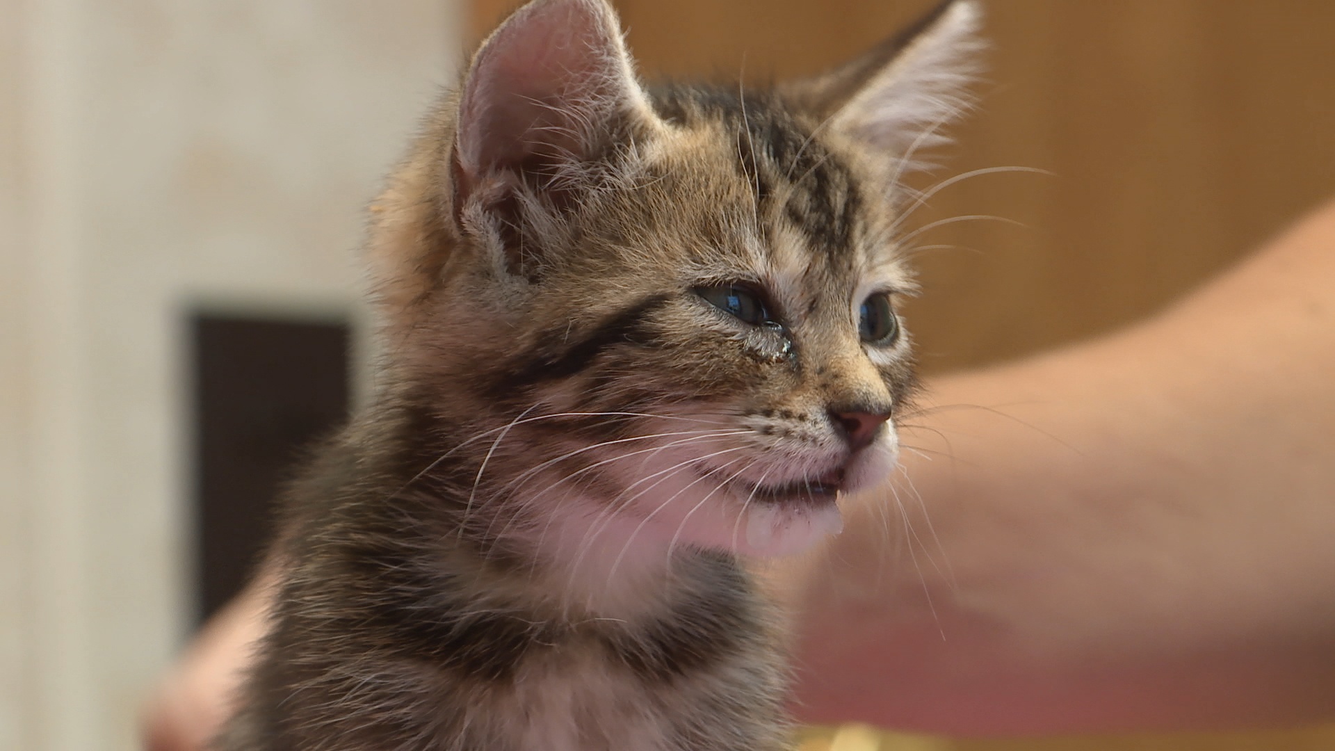 MooForThePriceOfOne_4507_IncredibleDrPol_3.JPG