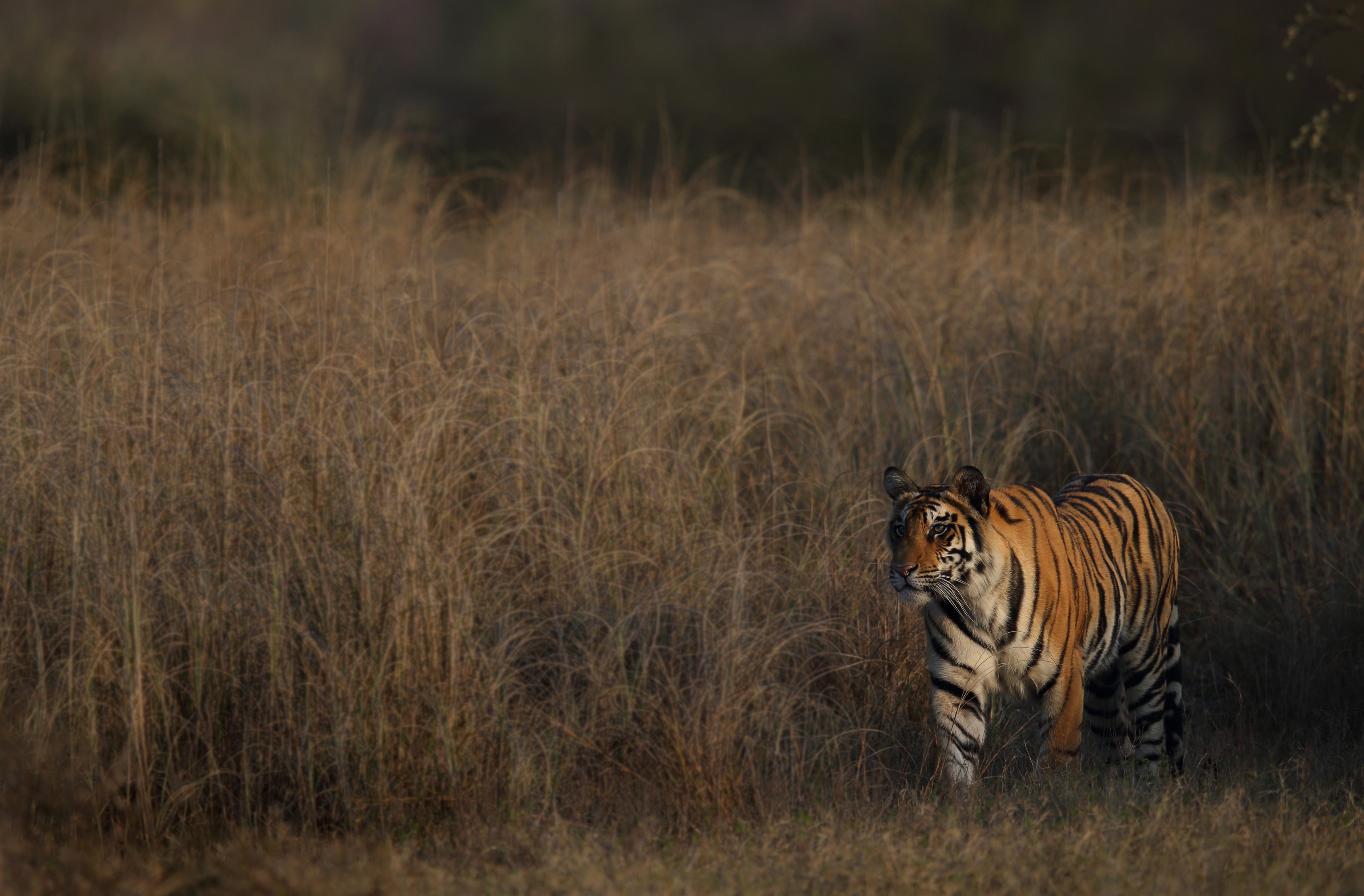 CountingTigers_26.jpg