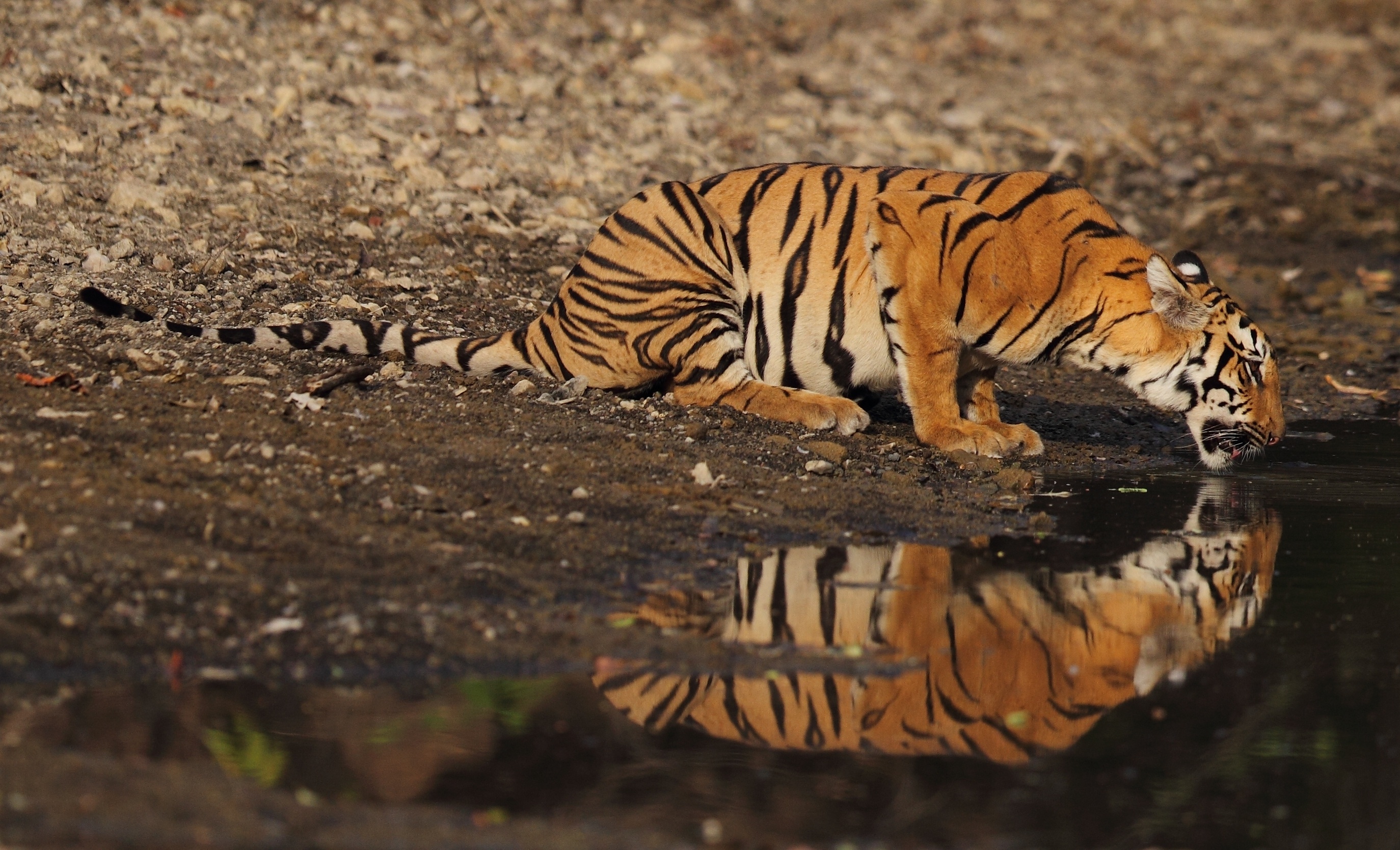 CountingTigers_08.jpg