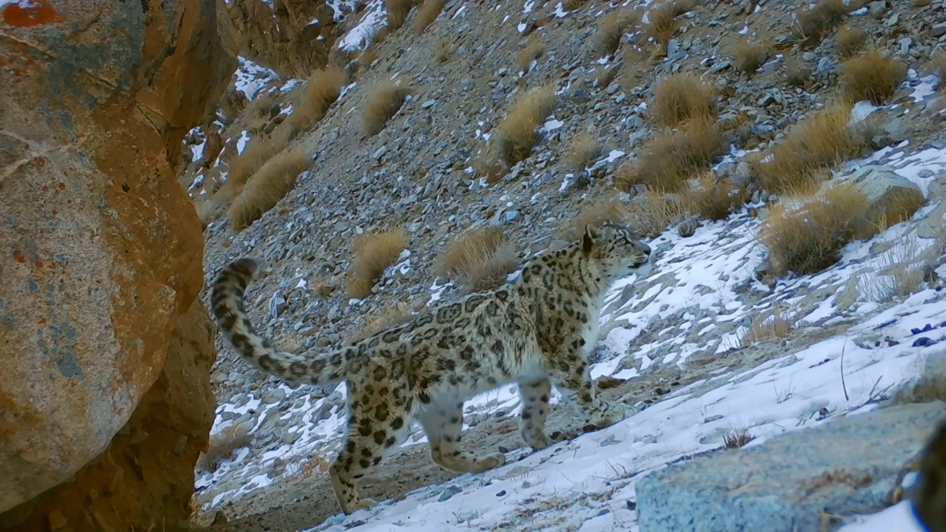 IndiasWildLeopards_LR_2.JPG