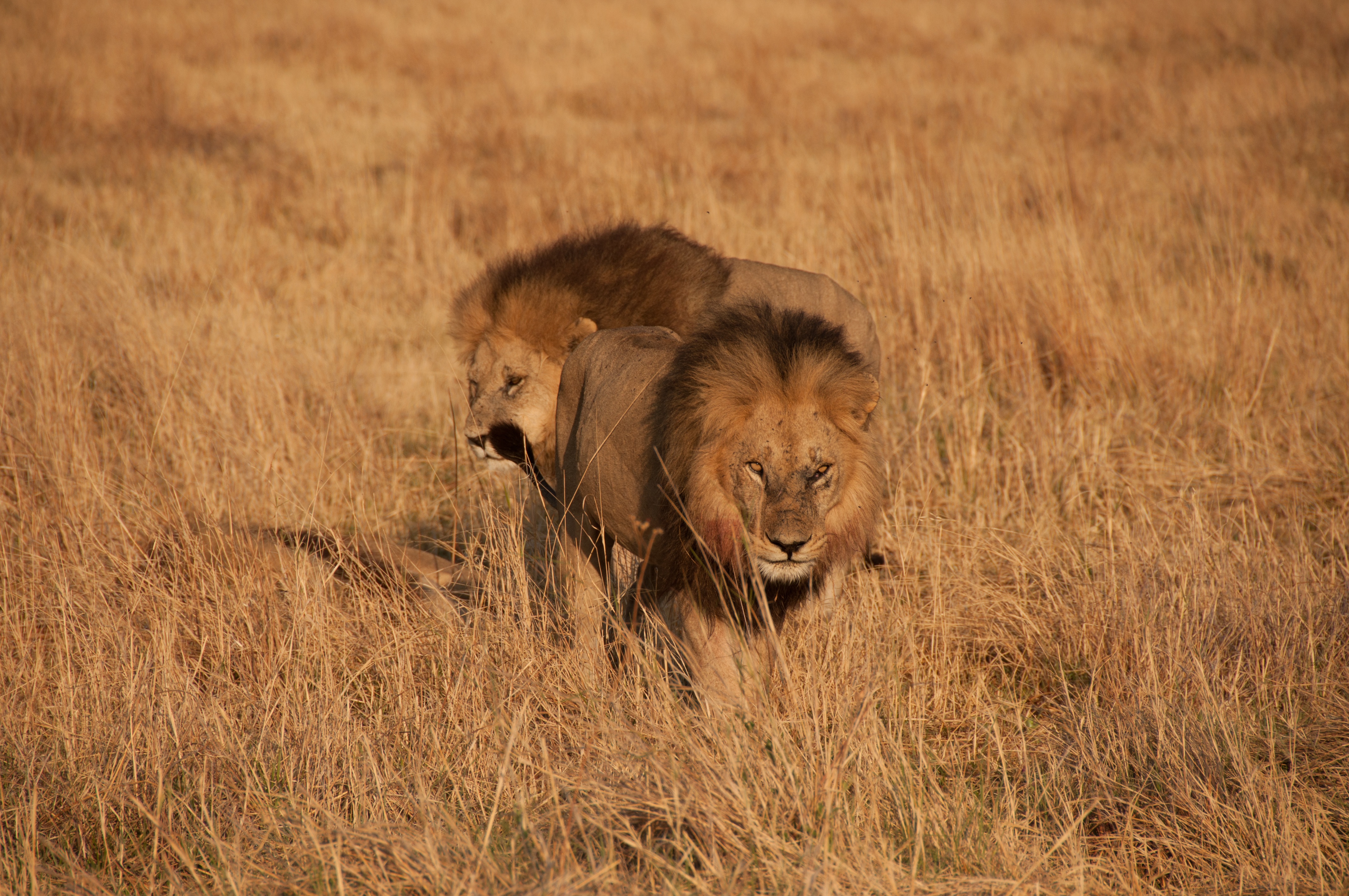 LionBrothers_CubsToKings_04.jpg