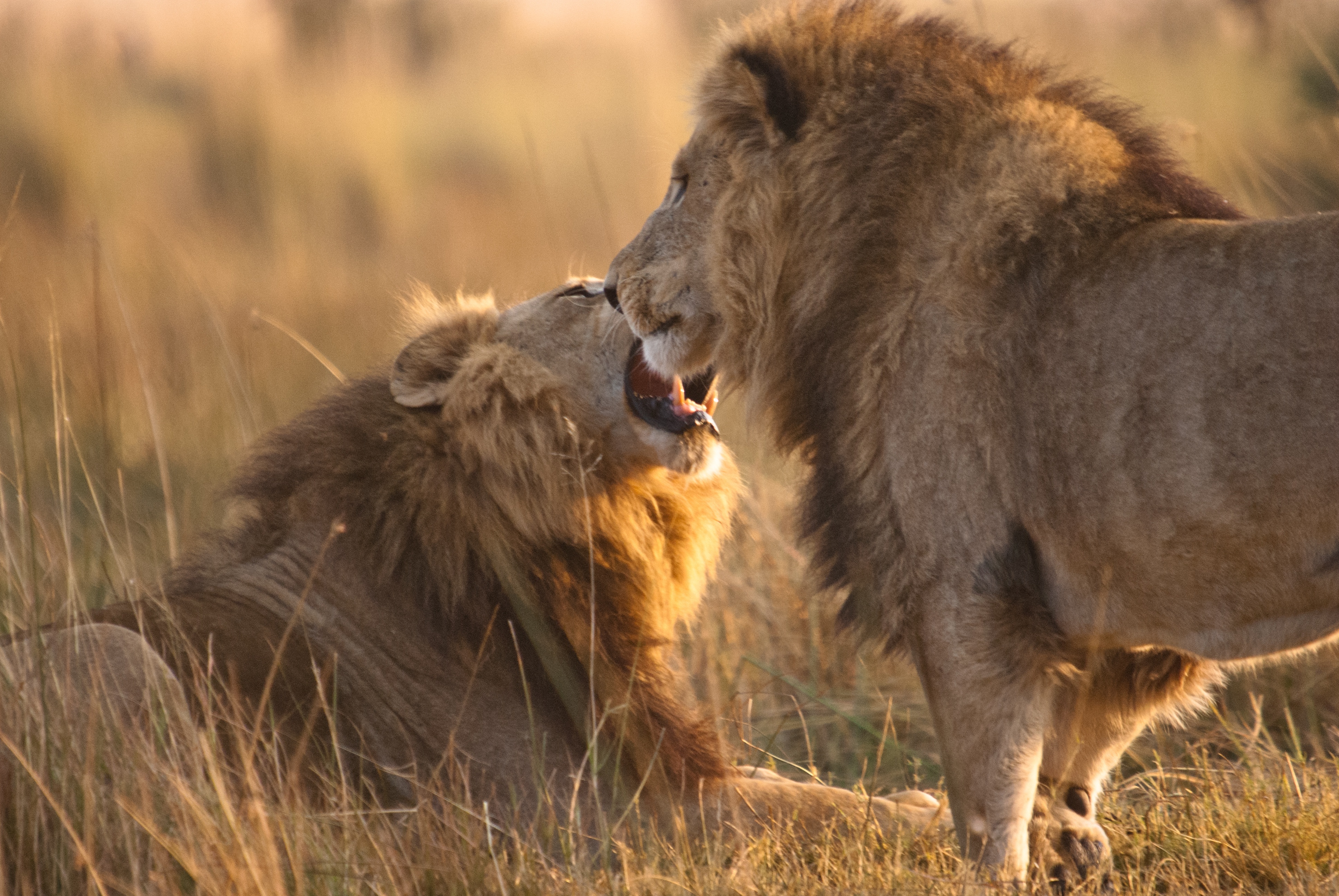 LionBrothers_CubsToKings_09.jpg