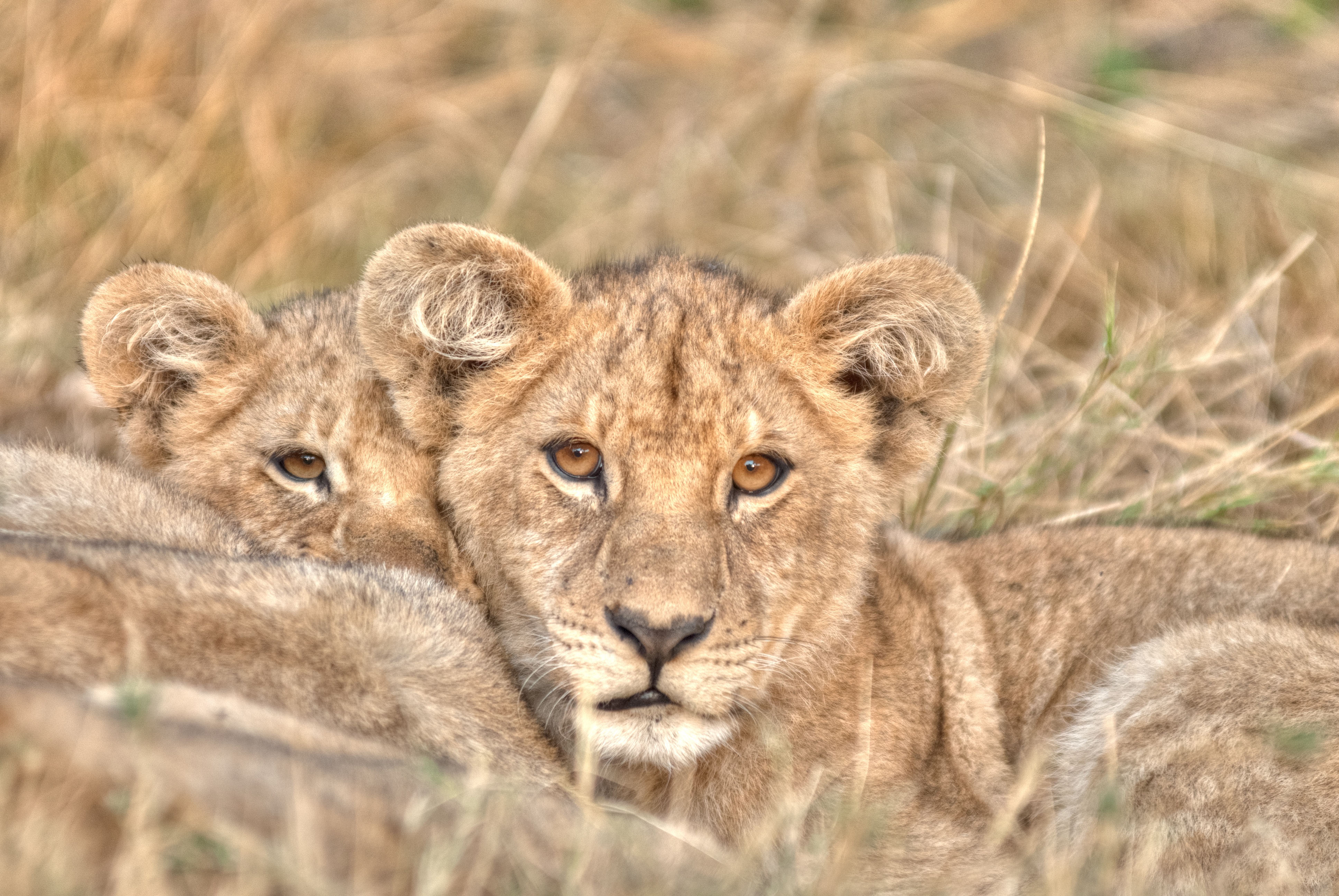 LionBrothers_CubsToKings_02.jpg