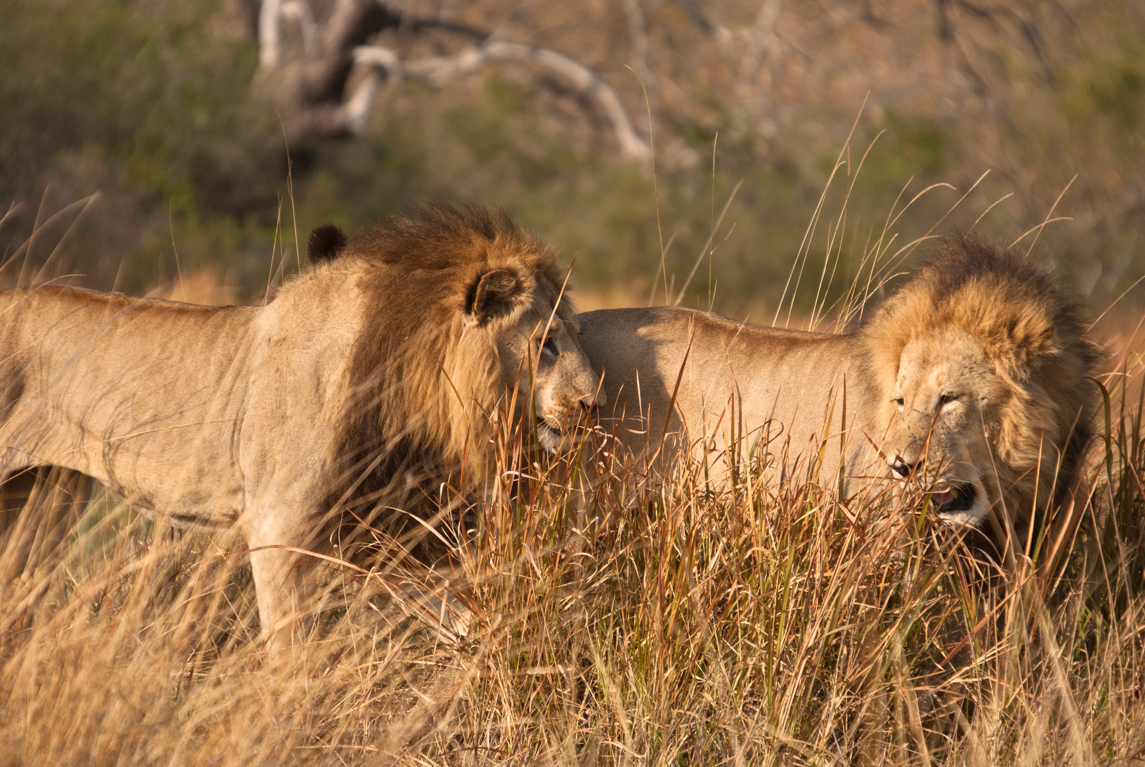 LionBrothers_CubsToKings_13.jpg