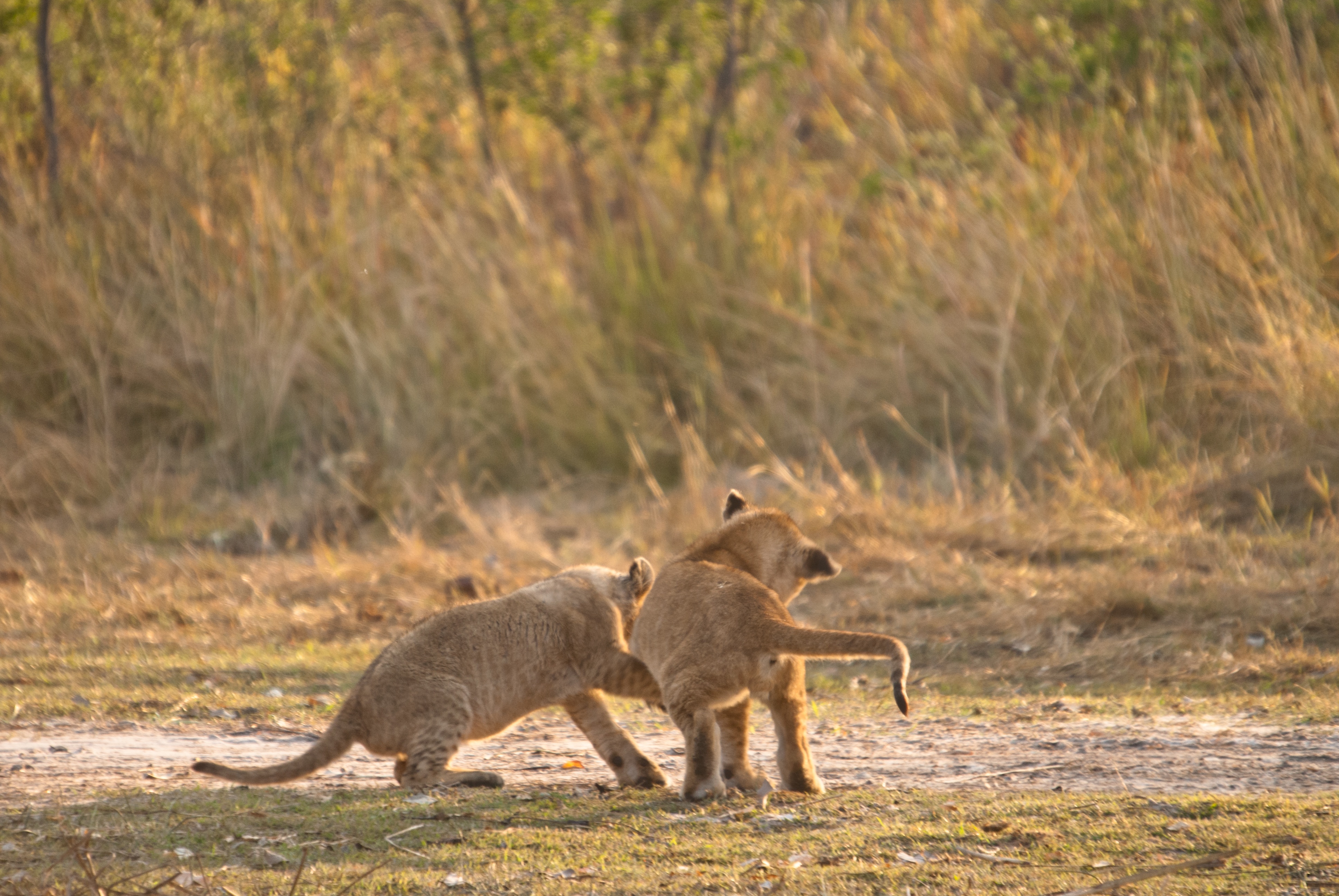LionBrothers_CubsToKings_11.jpg