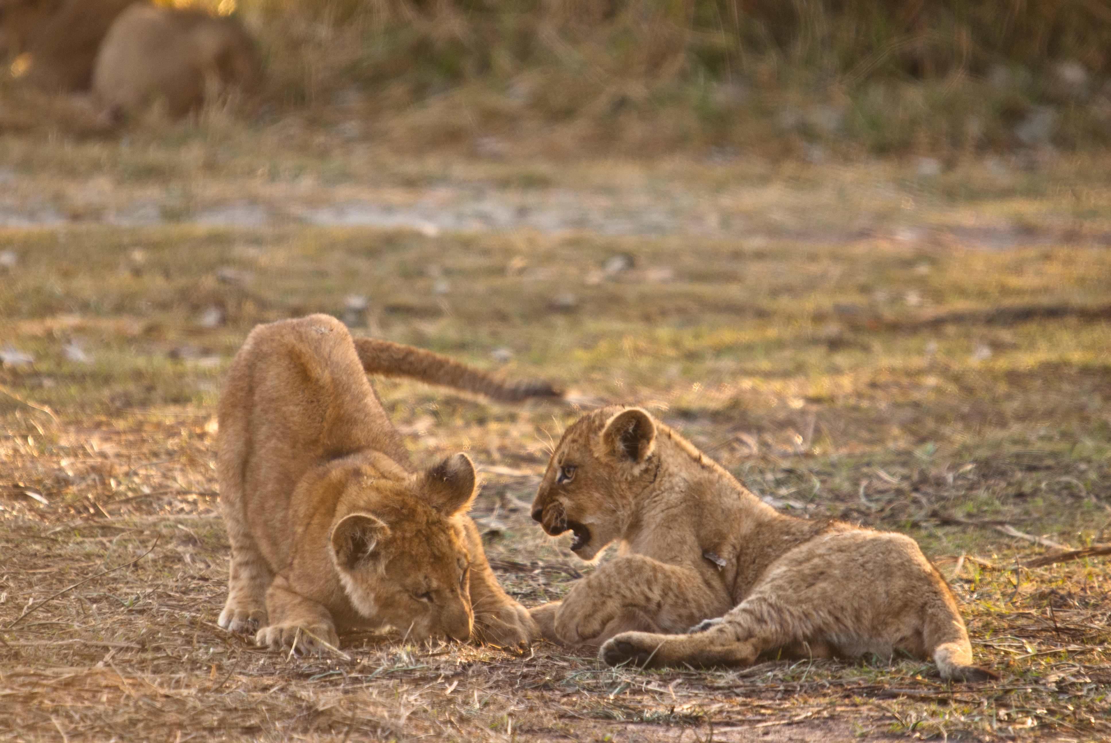 LionBrothers_CubsToKings_10.jpg