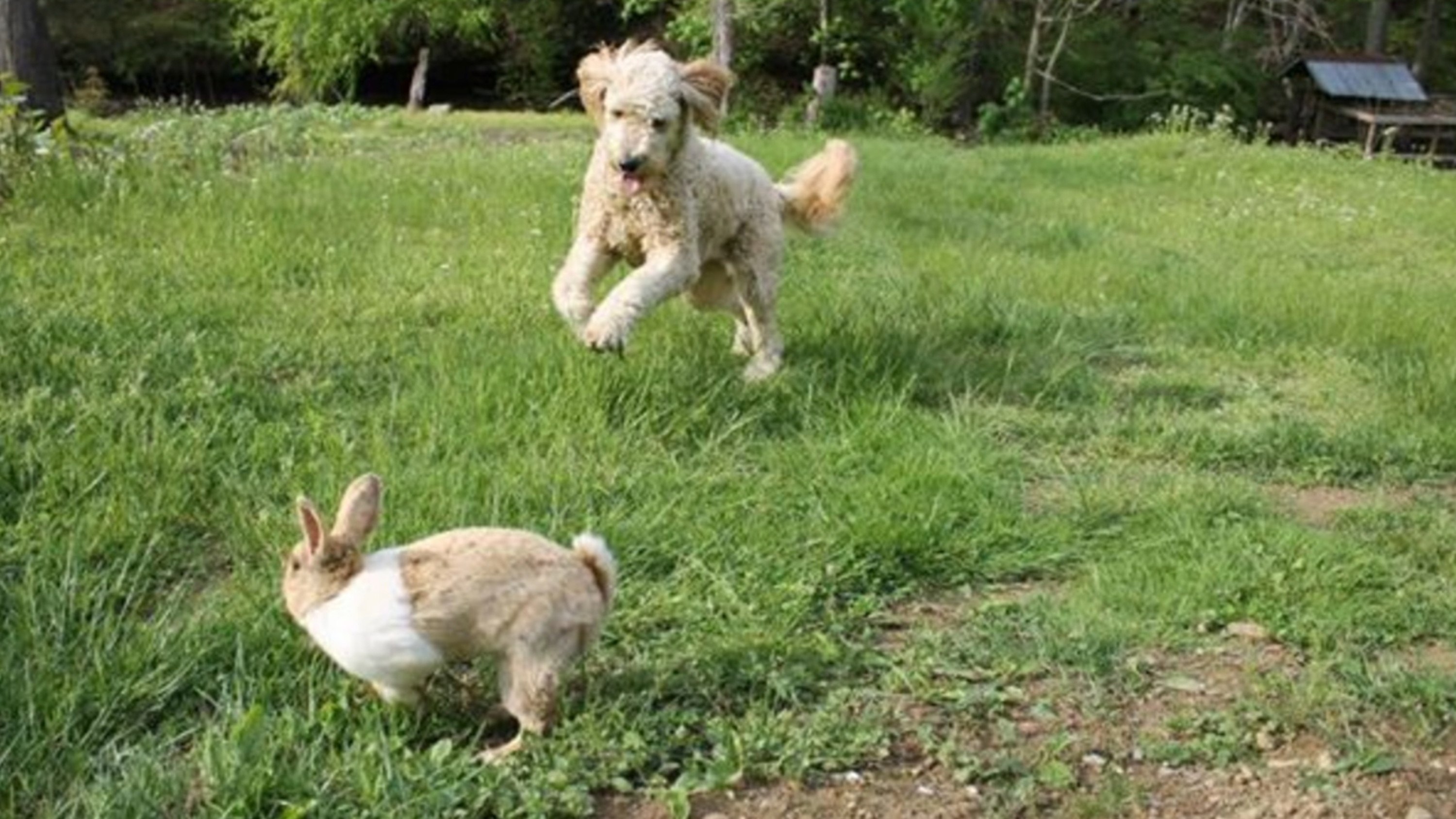 Drôles d'amis  Mon cher chien.JPG