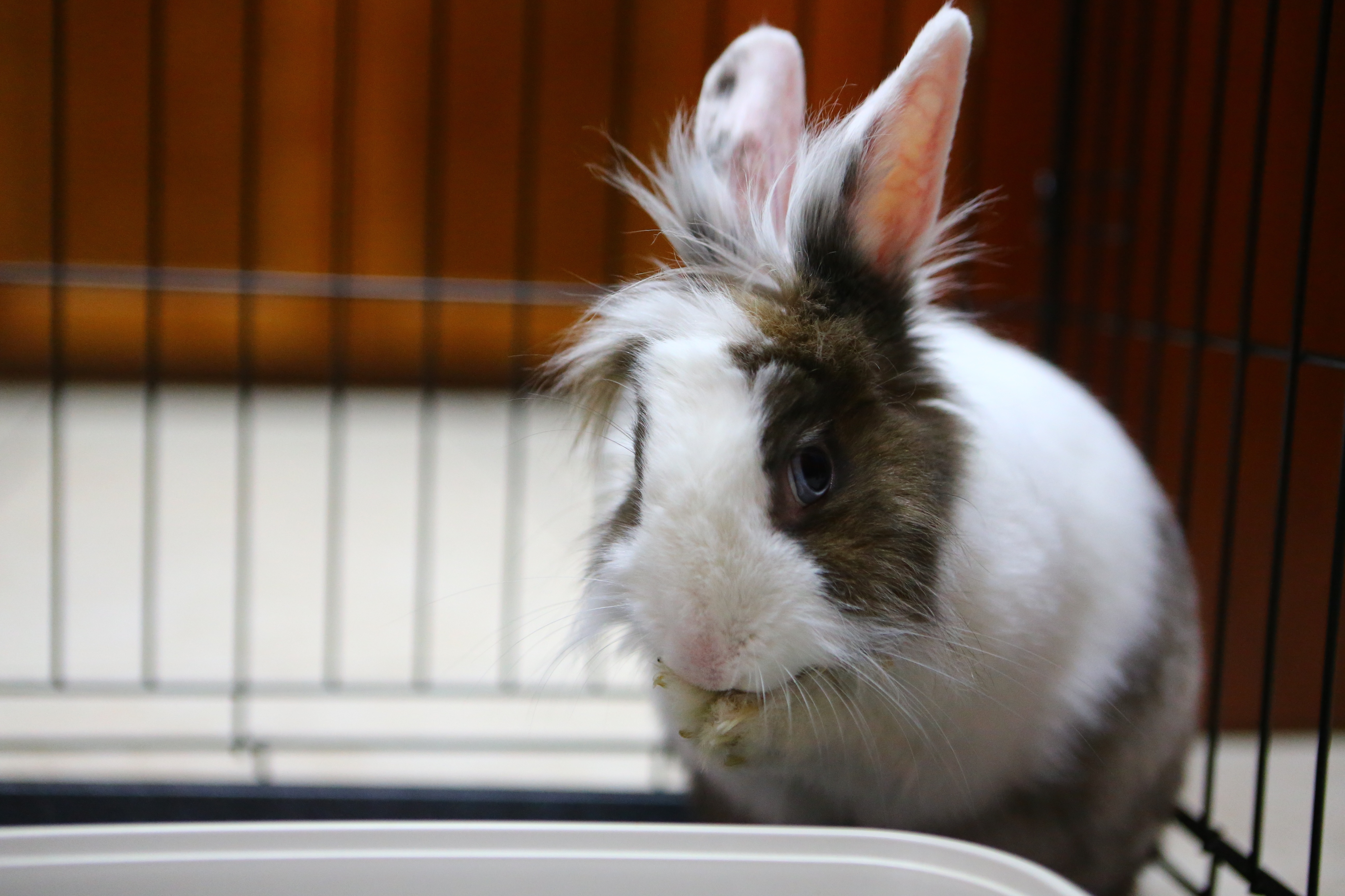 La clinique des animaux exotiques  La surprise du lapin de Pâques (2).jpg