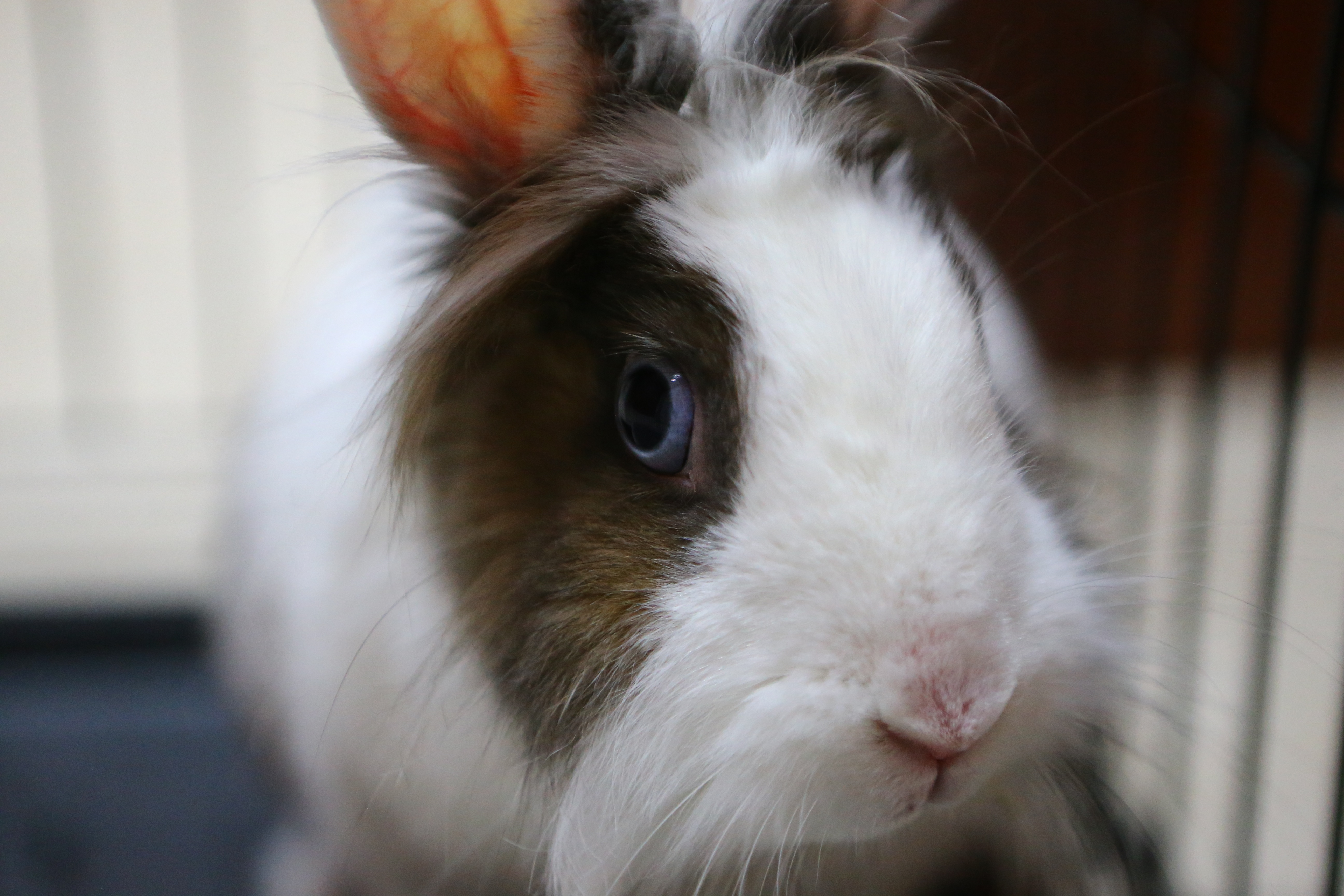 La clinique des animaux exotiques  La surprise du lapin de Pâques.jpg