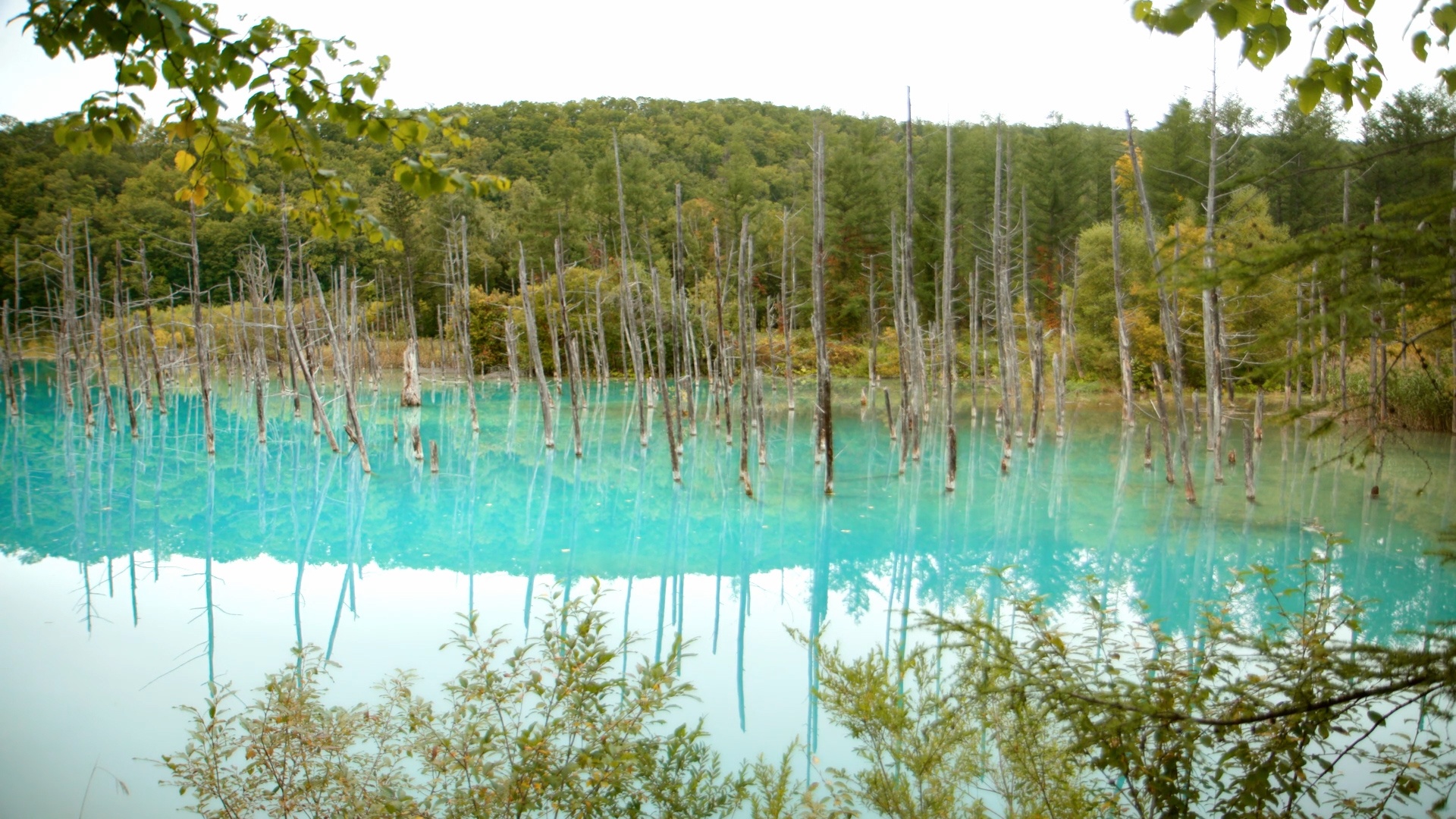 Voyage à travers les couleurs  Le Japon multicolore (1)©ZED.jpg