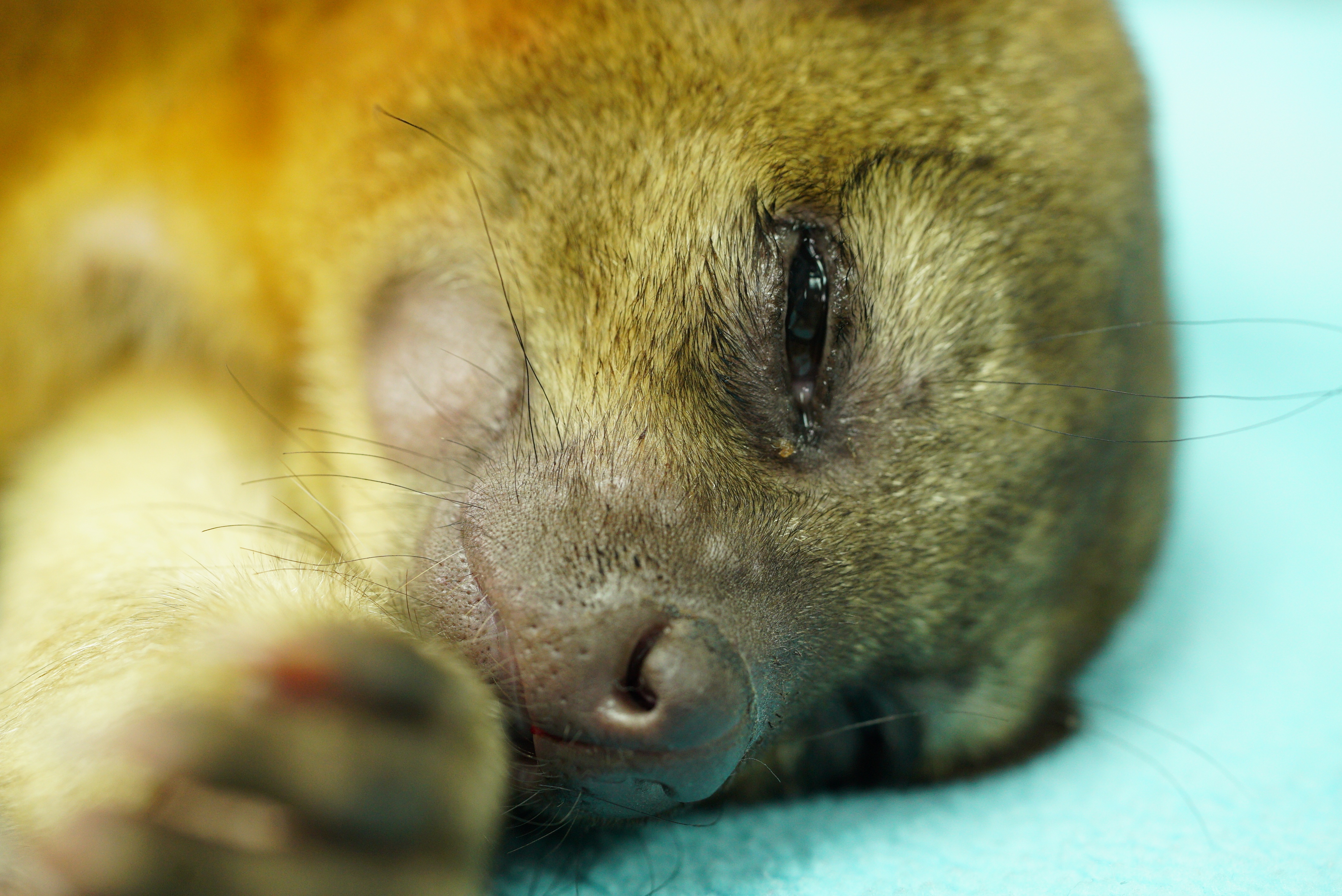 La clinique des animaux exotiques  L’heure des adieux (1).jpg