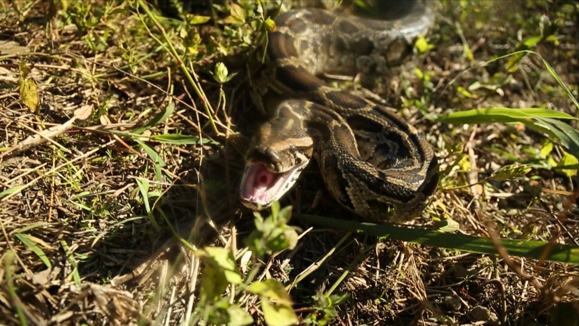 Pythons  L'invasion (2).JPG