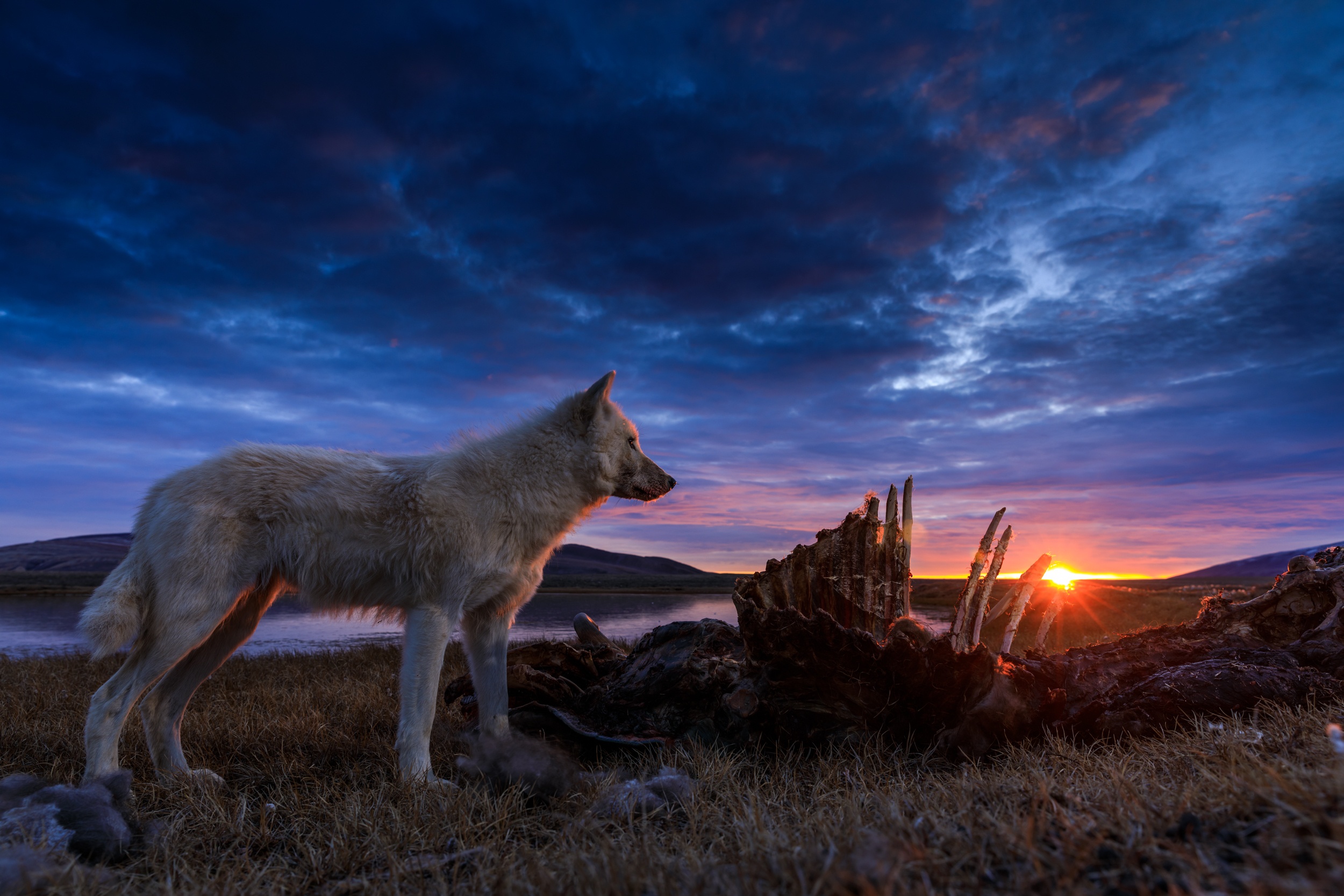Le royaume du loup blanc  La quête (1).jpg