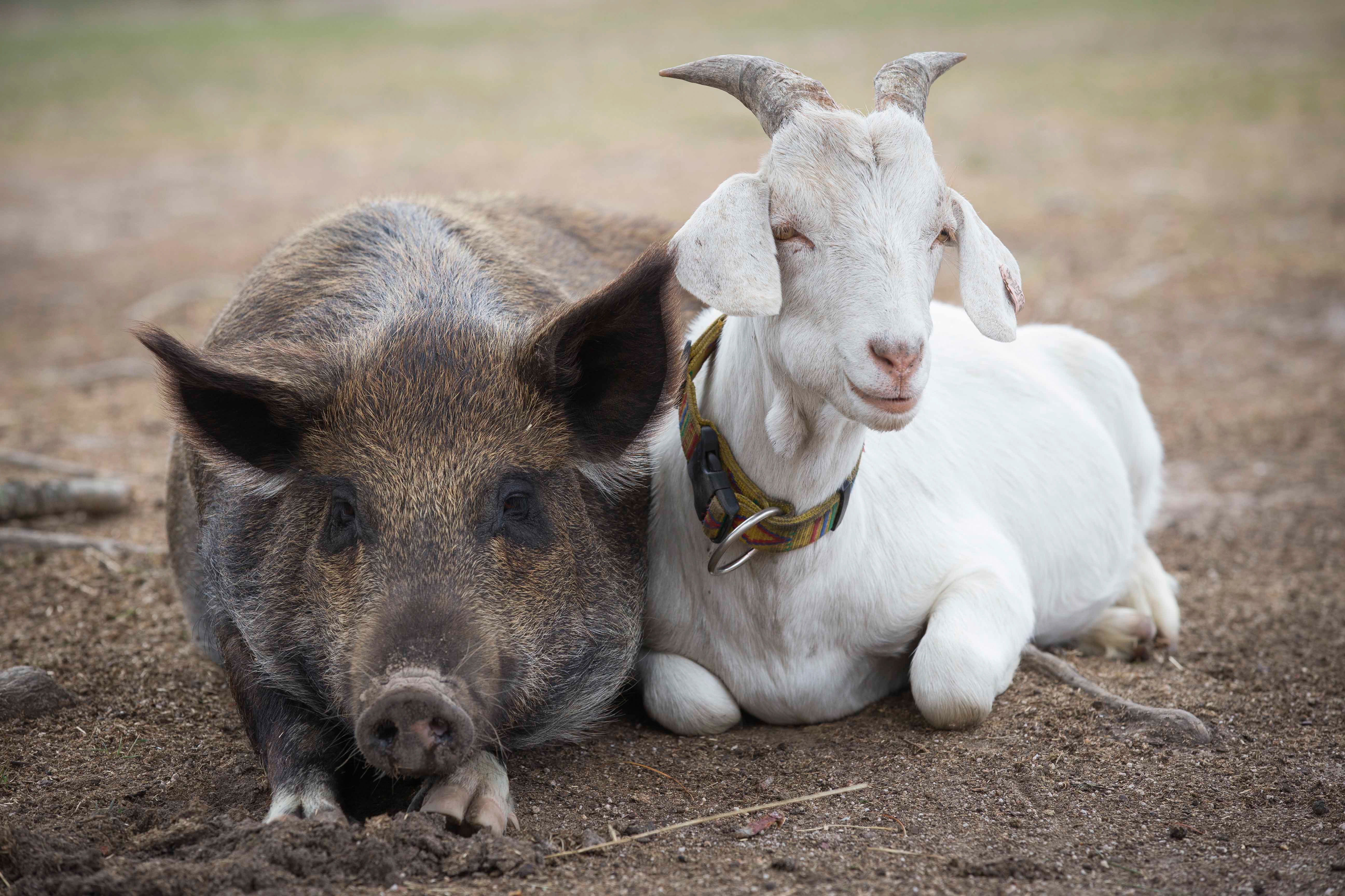 Drôles d'amis  Coin coin ! (2).jpg