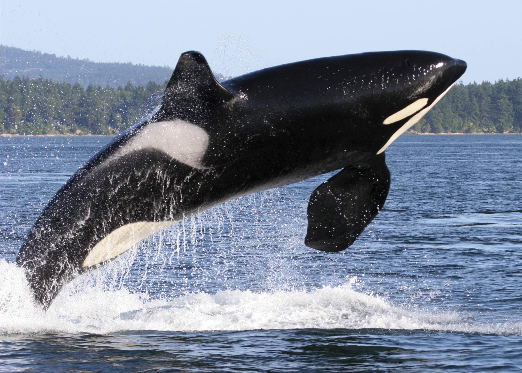 Killer Animal Tactics (2).jpg