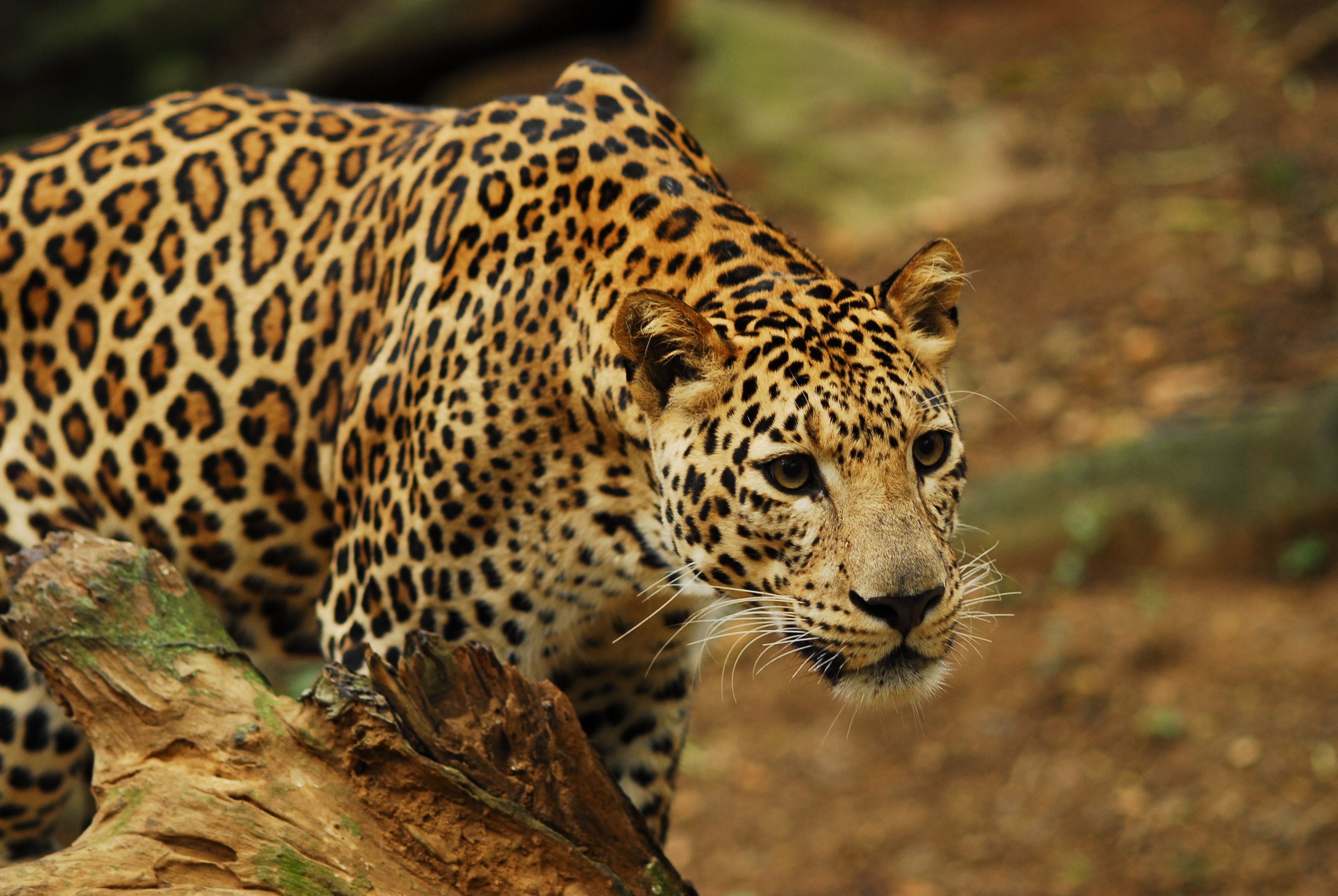 Killer Animal Tactics (1).jpg