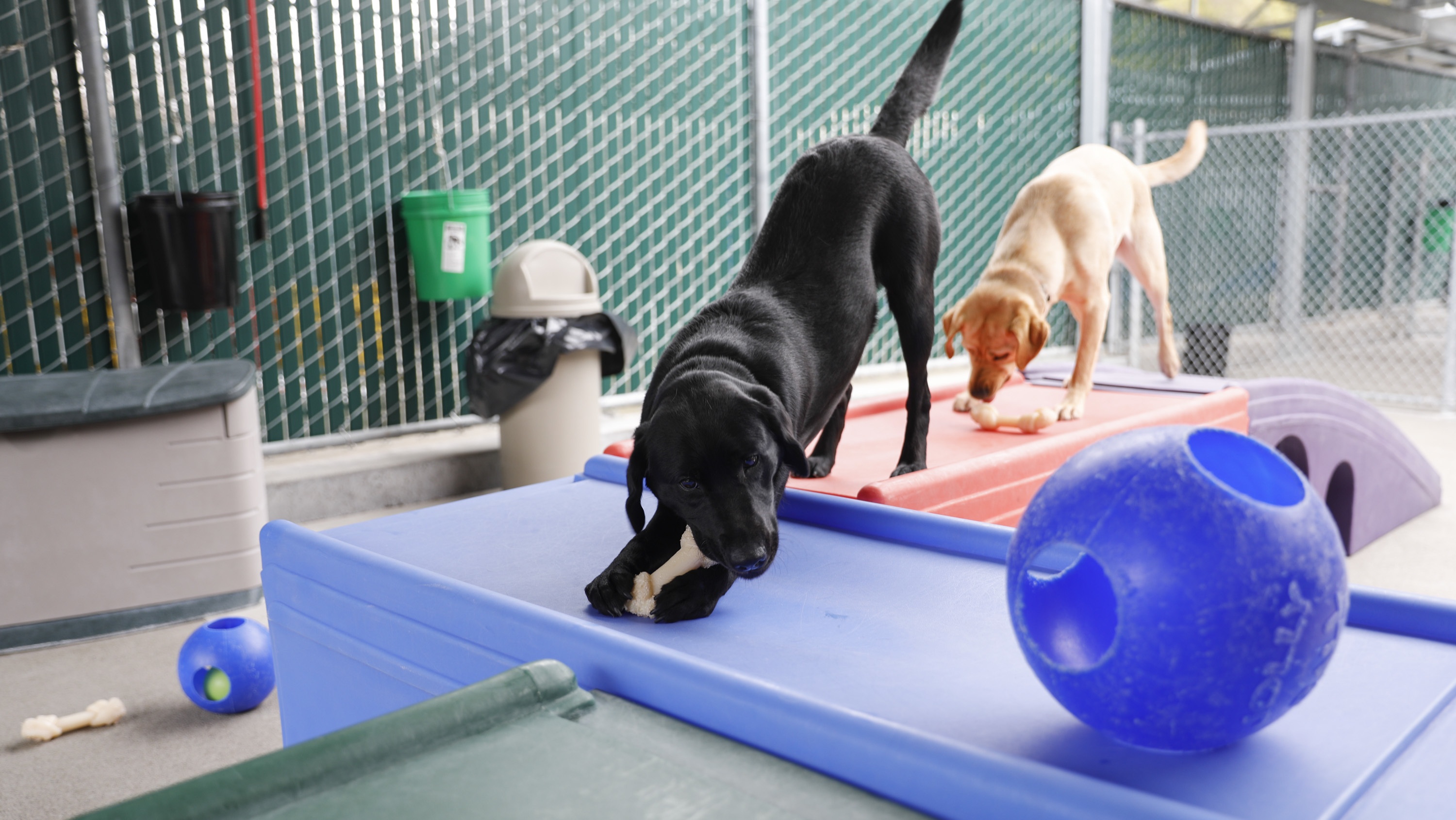 Chien Guide d'aveugle en devenir - EPS1.jpg