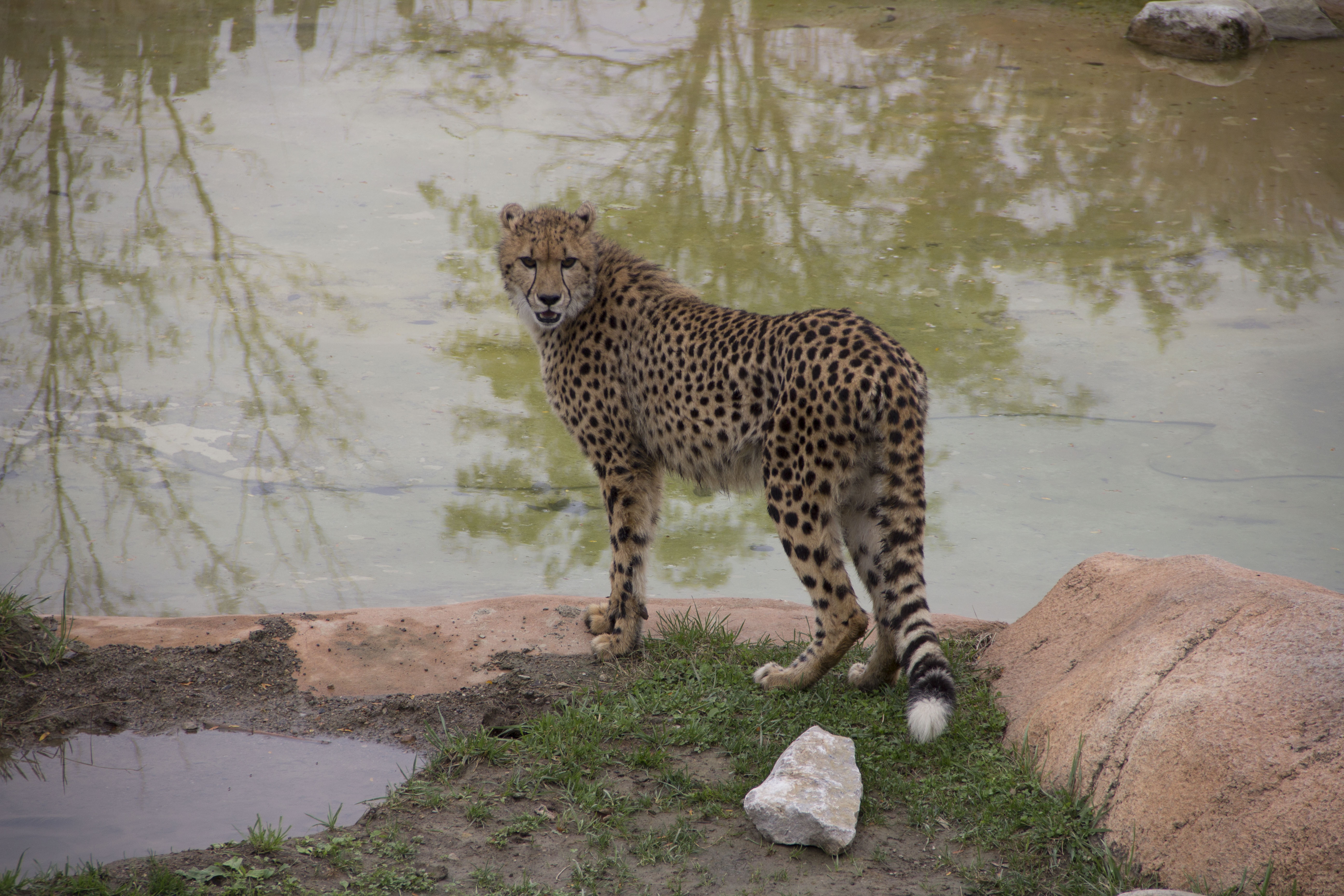 Au coeur du zoo  Les héros du zoo (2).jpg