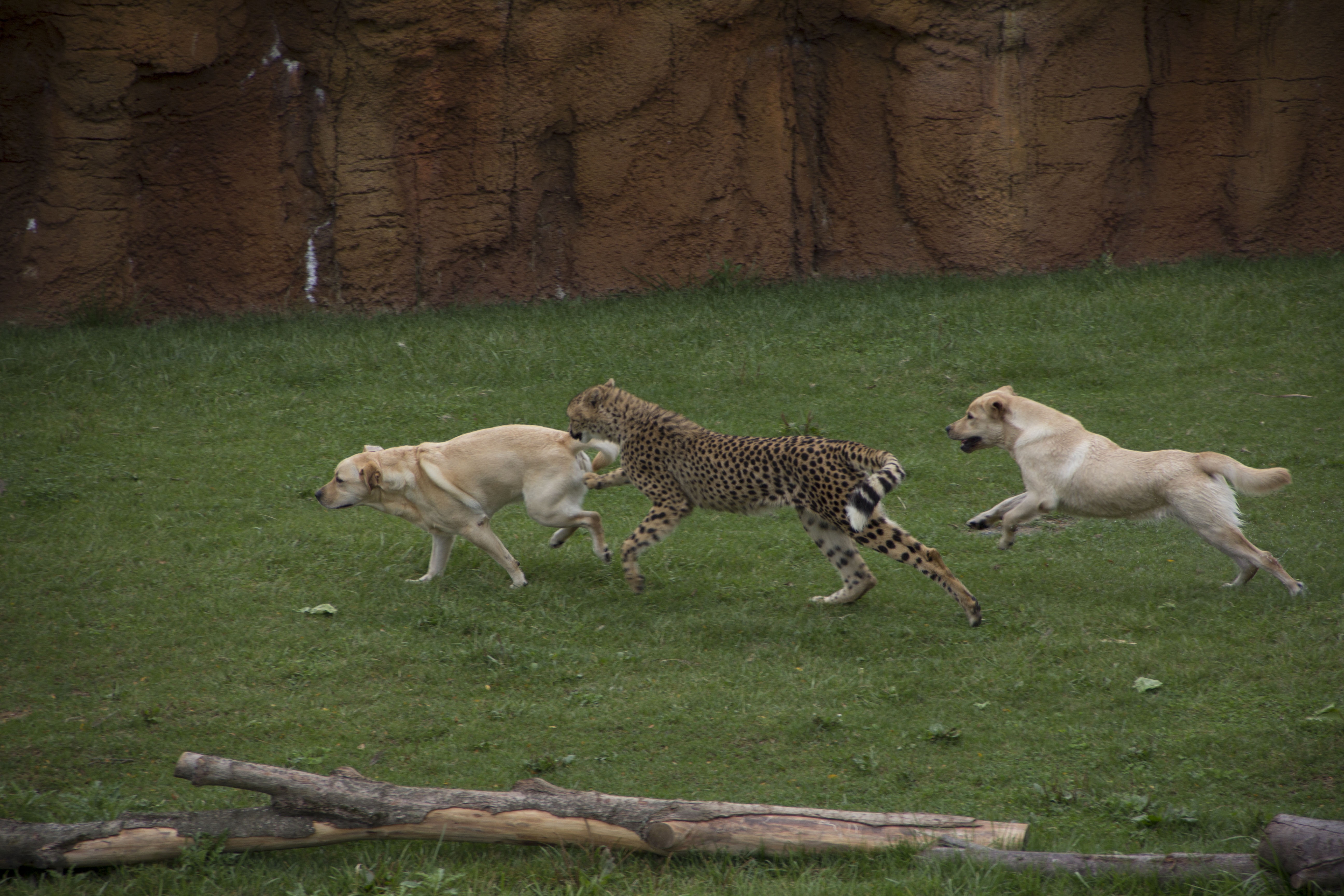 Au coeur du zoo  Les héros du zoo (1).jpg