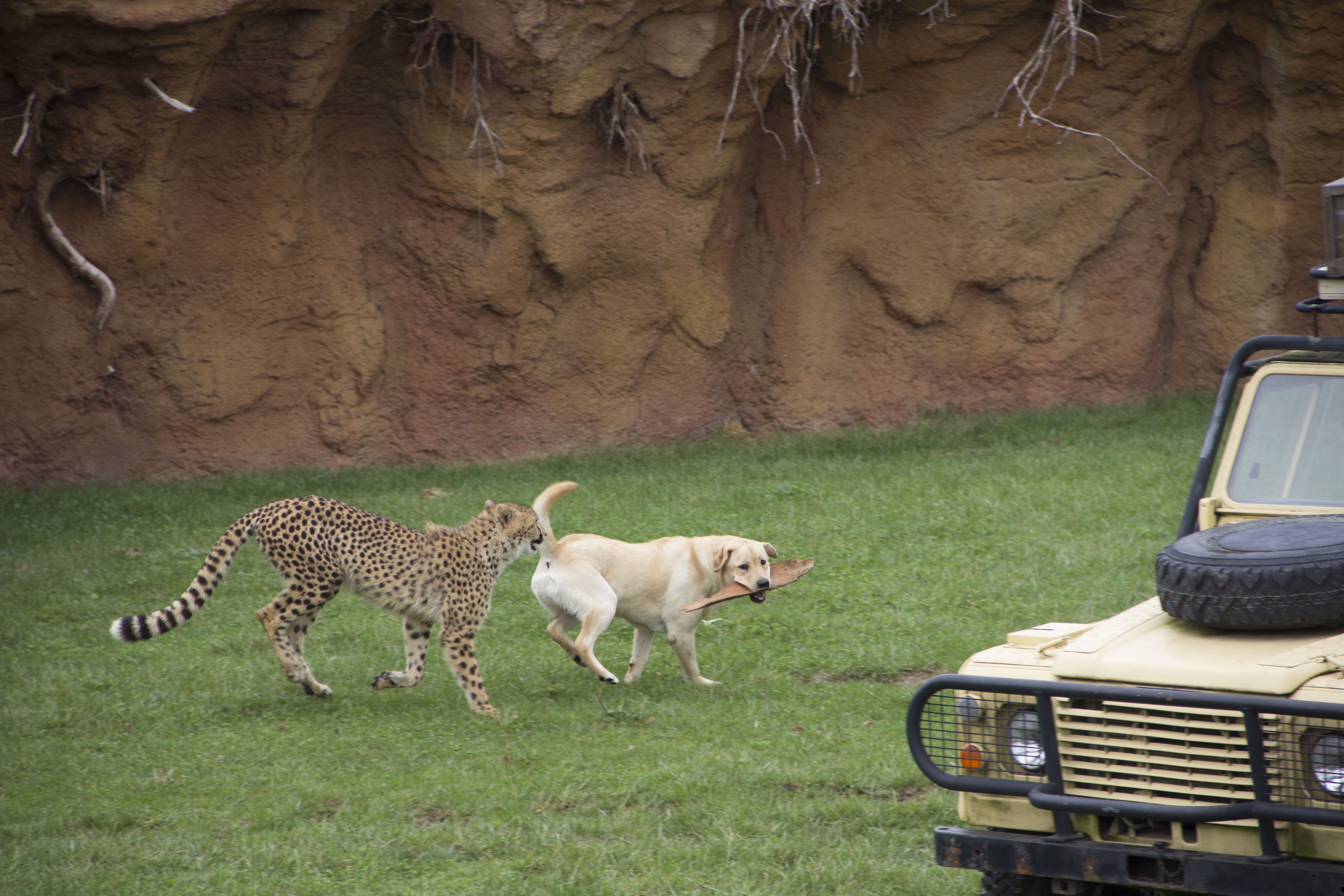 Au coeur du zoo  Les héros du zoo.jpg