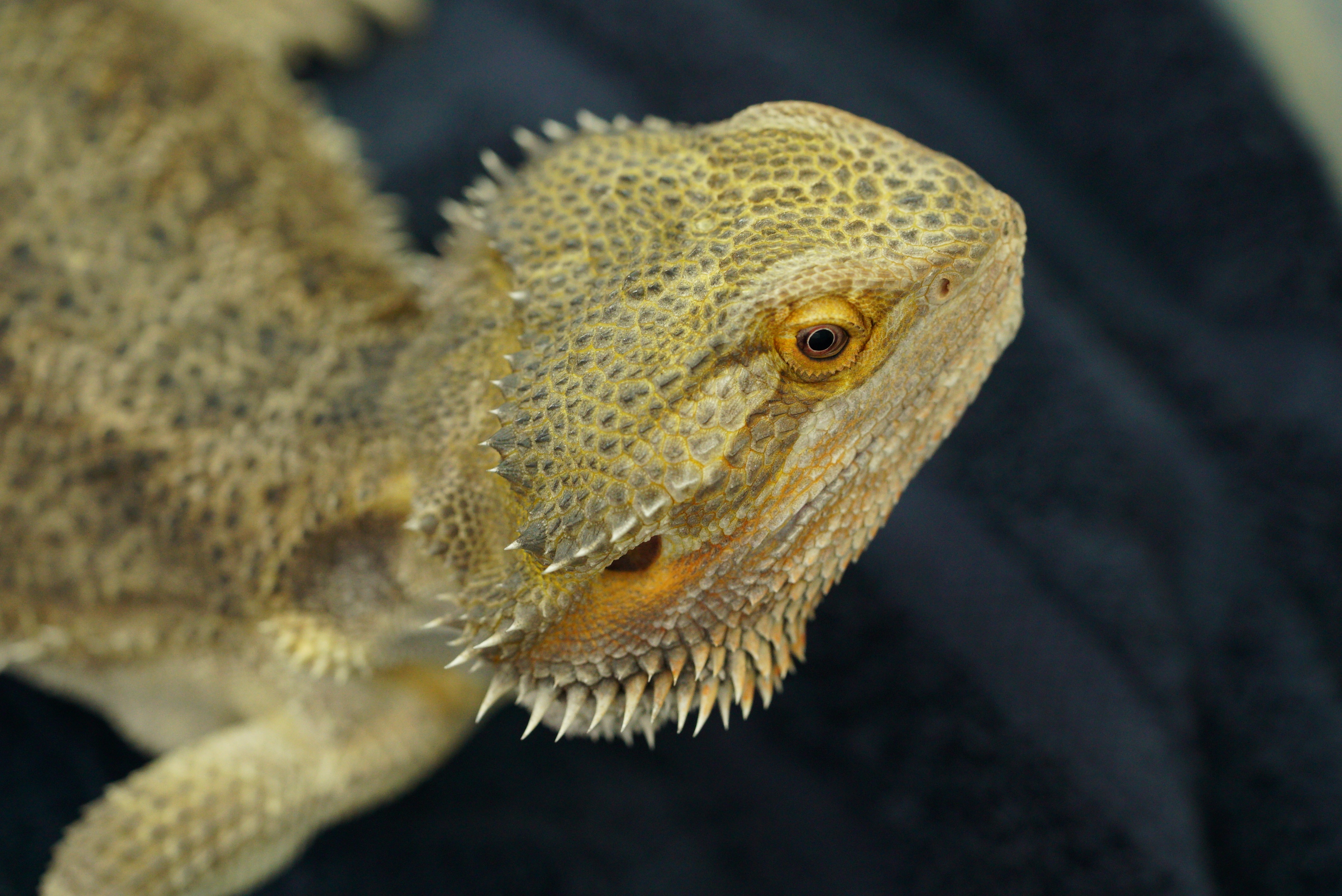 La clinique des animaux exotiques  Rat botté (2).jpg